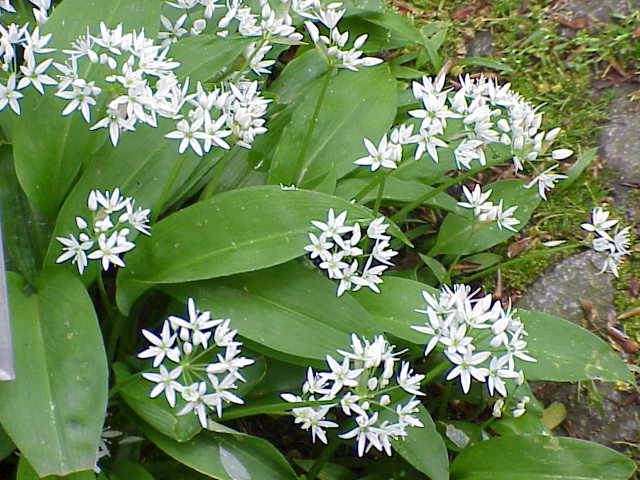 Bärlauch. Von der Wurzel bis zur Blüte.
