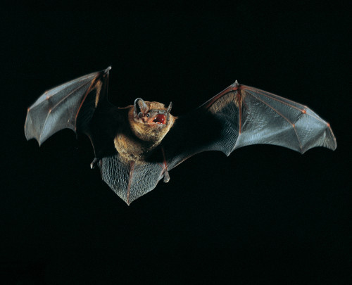 Halloween mal anders!